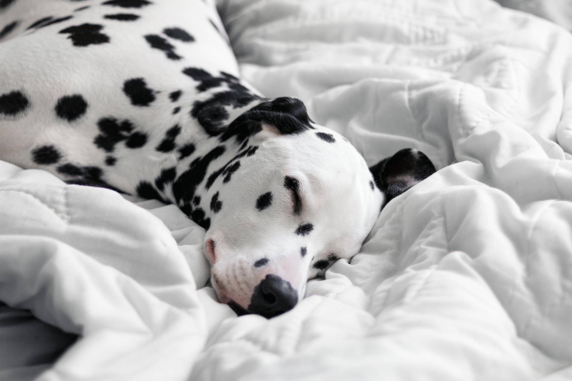 a dog lying on a bed a dog lying on a bed