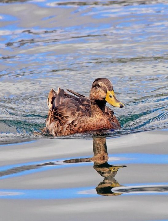 pond duck