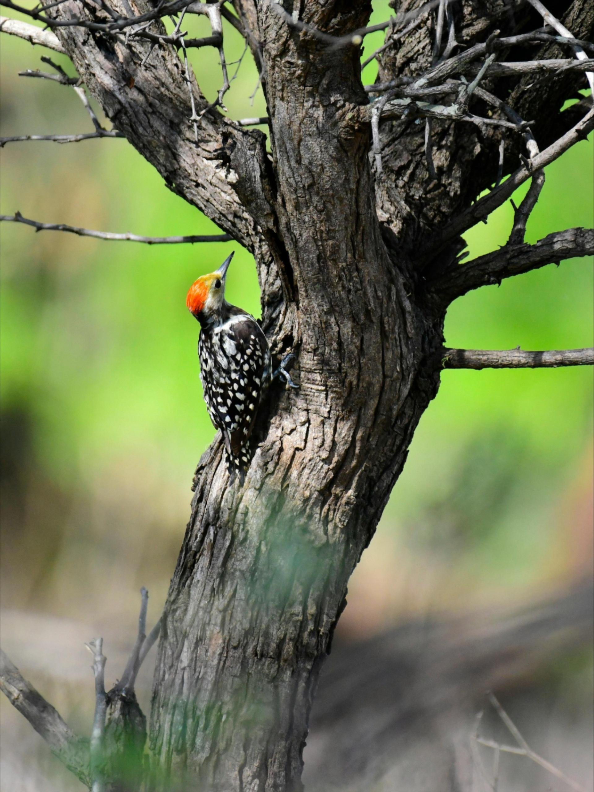 woodpecker