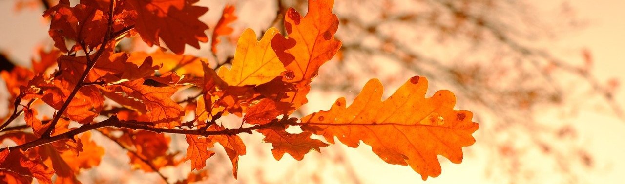 fall color