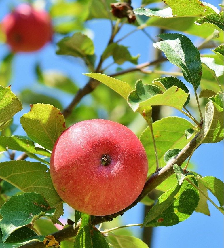Apple Tree