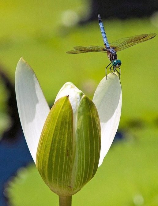dragon fly