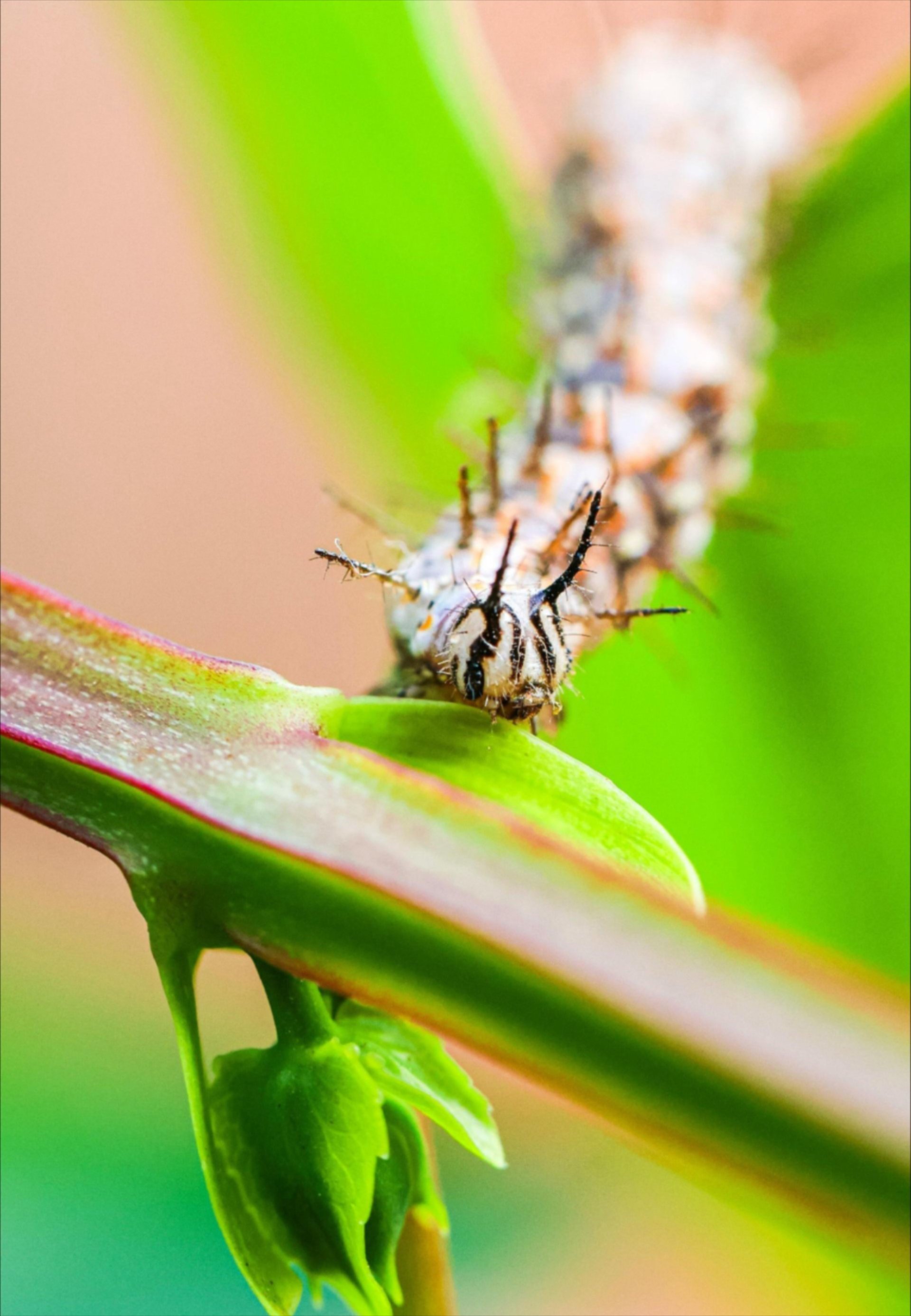 caterpillar
