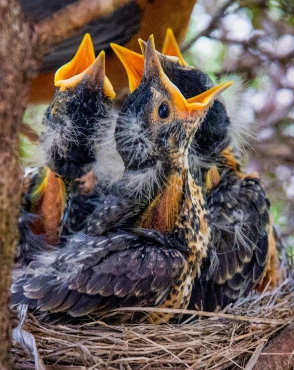 woodpecker