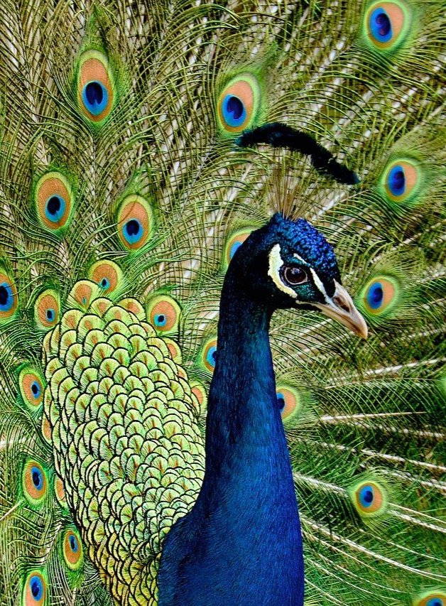 woodpecker