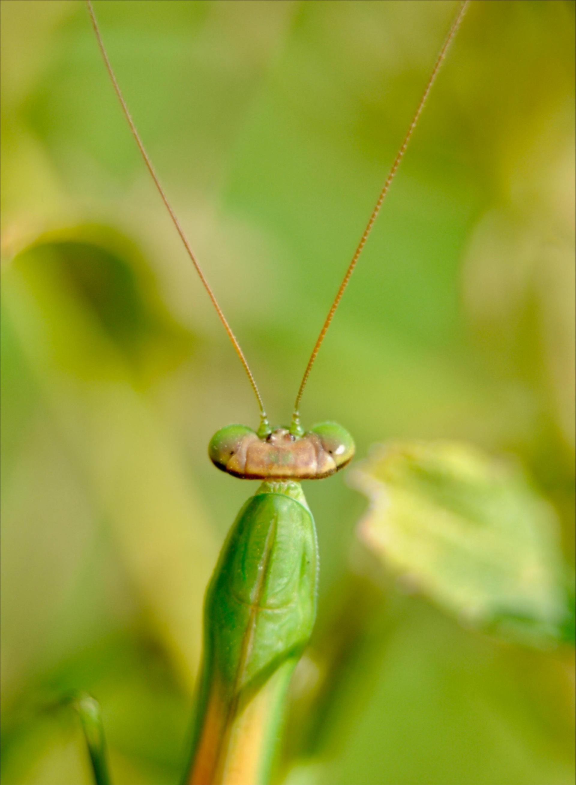 spider web
