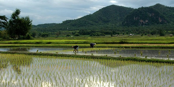 Two individuals work in a rice field in Thailand