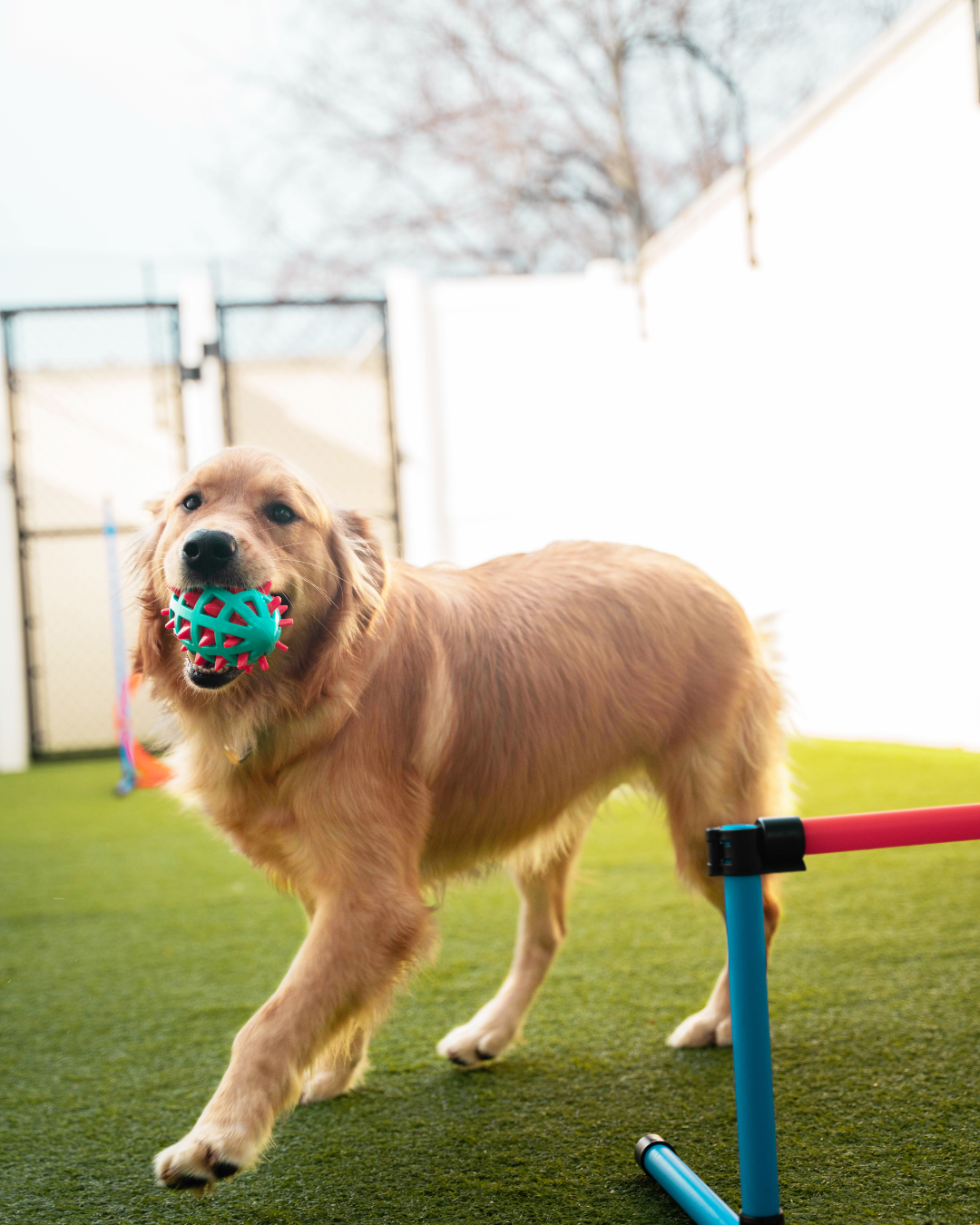 [Image: Agility Course]