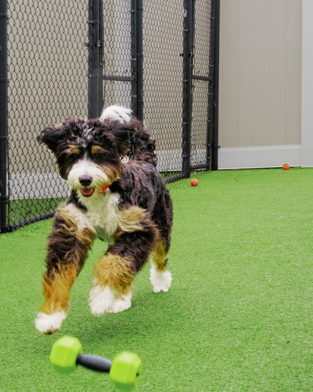 [Image: Canine Cardio Session]