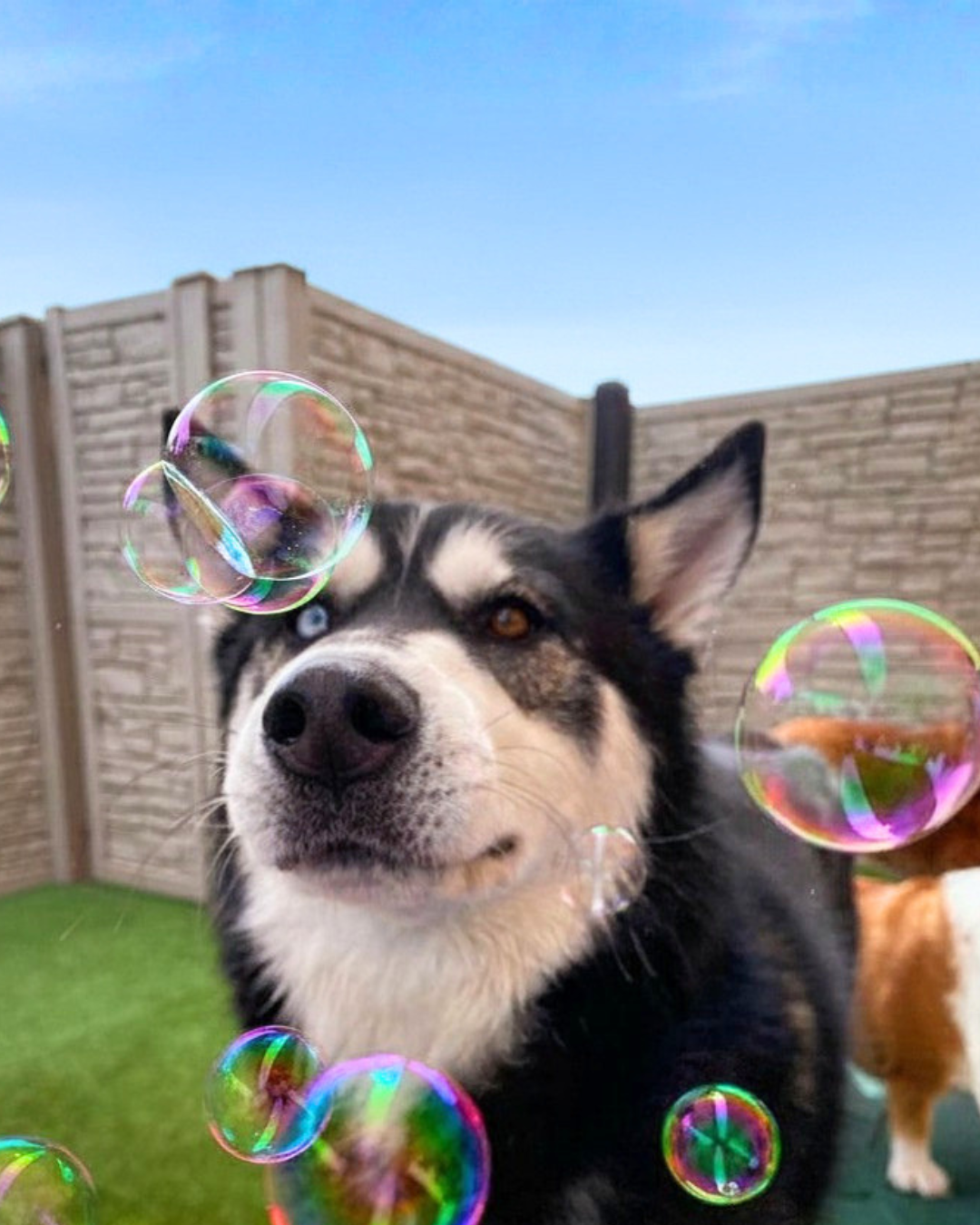 [Image: Bubble Dance Party]