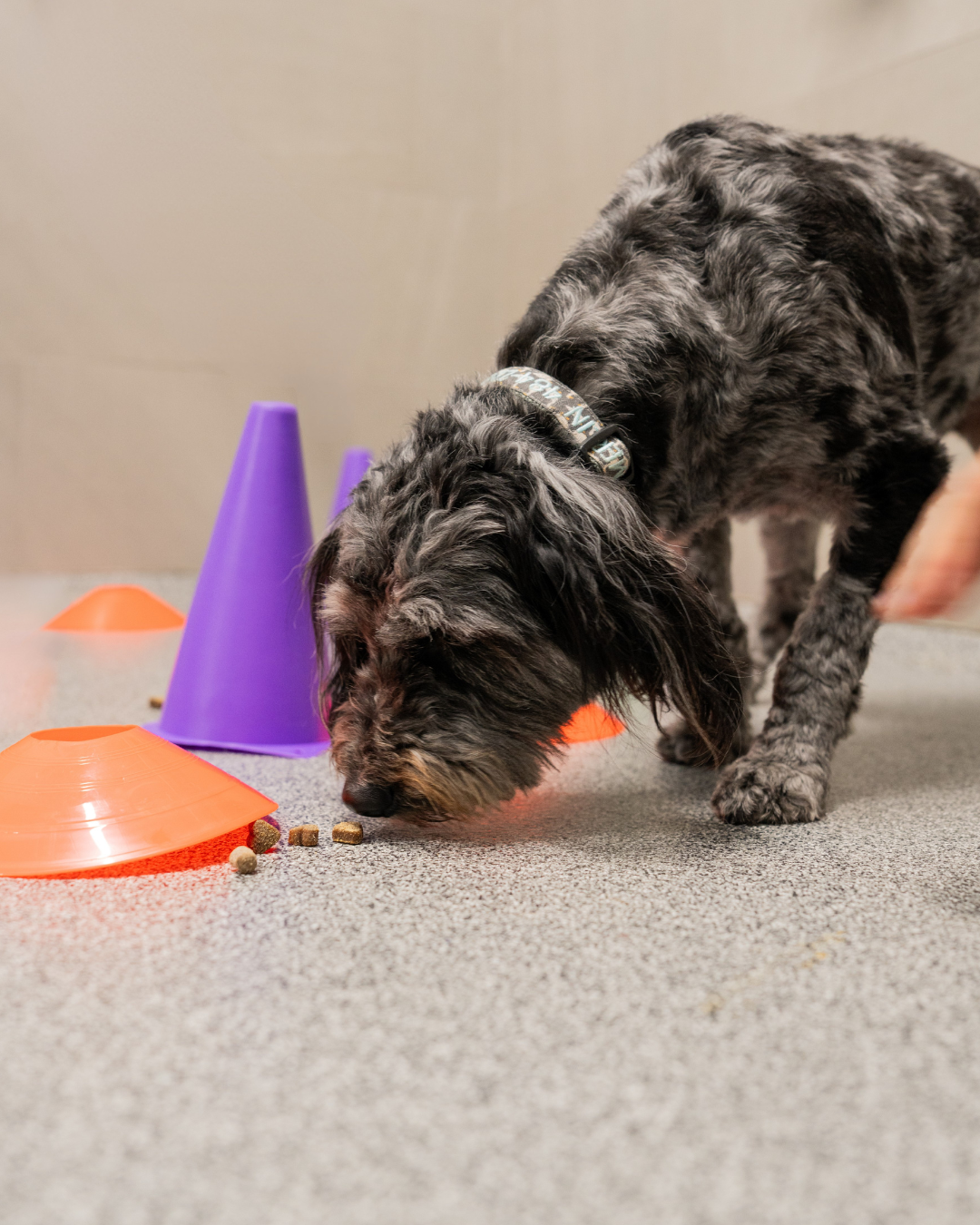 [Image: Nosework Games]
