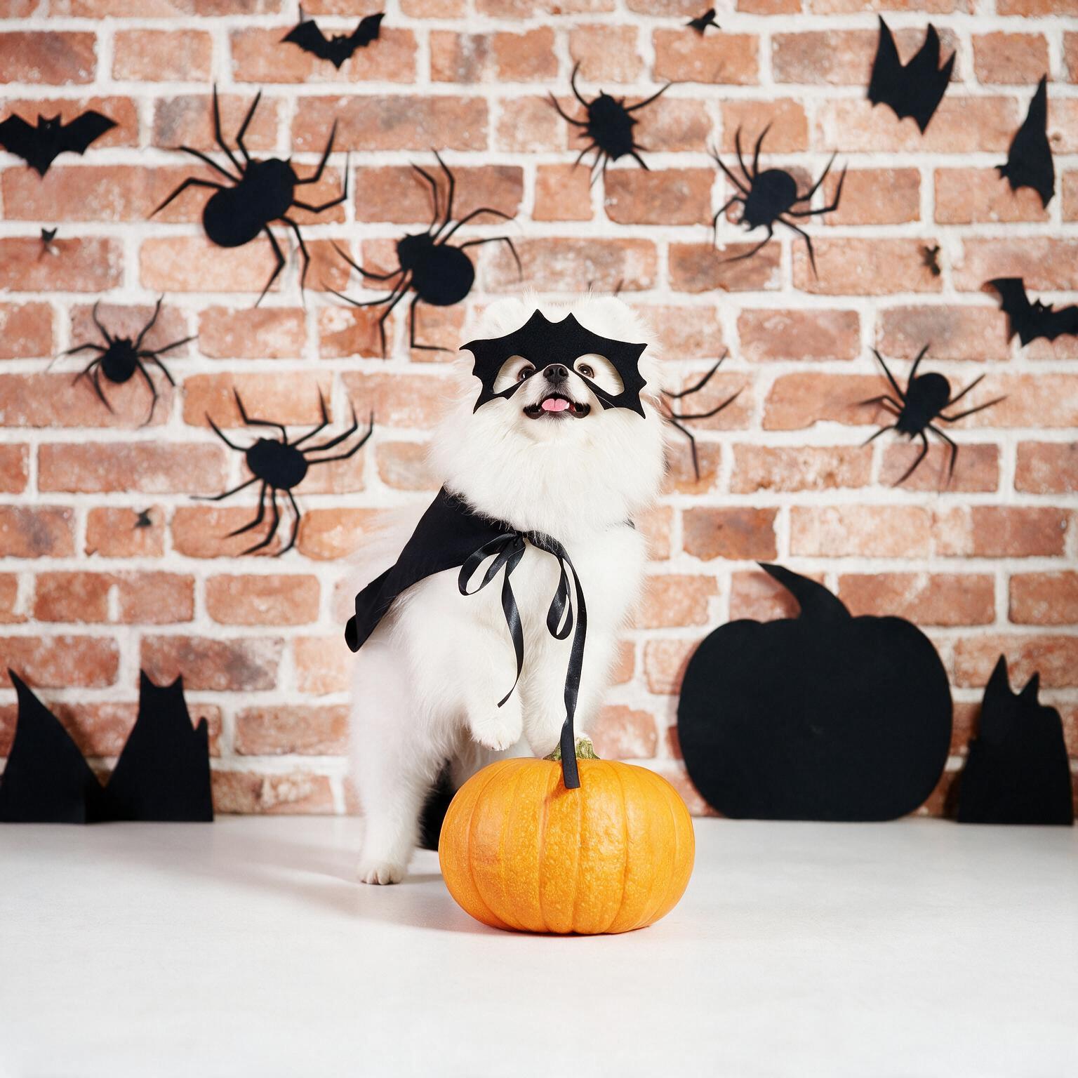 Halloween Parade
