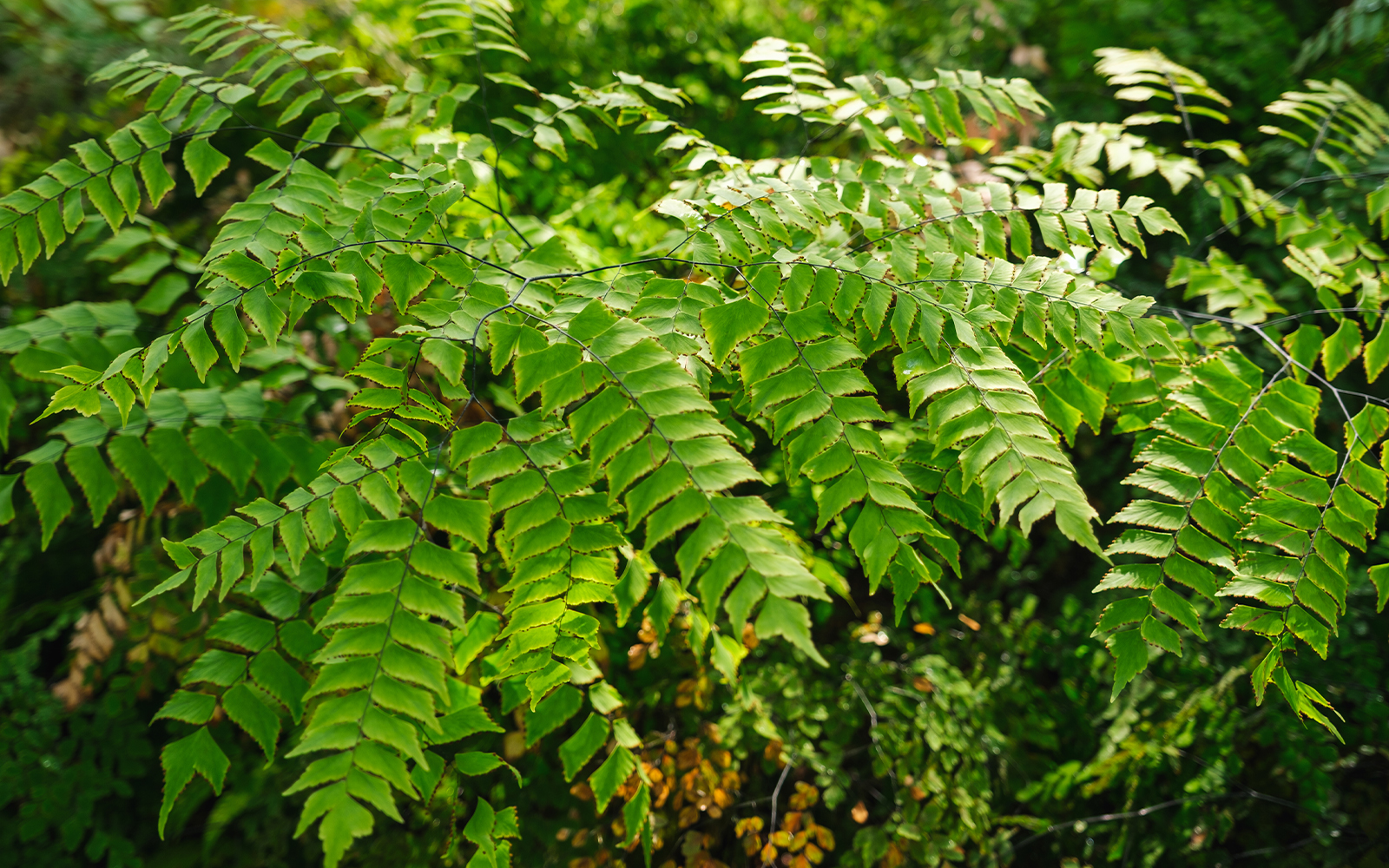 Curry Leaves and Health