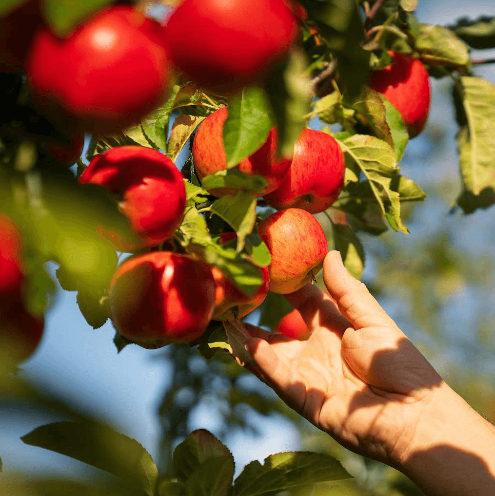 Picking red apples from tree
