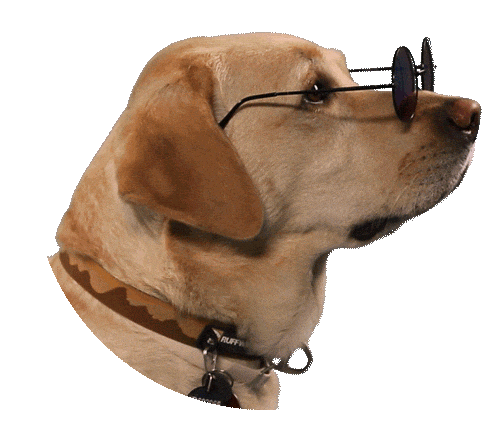 a dog wearing sunglasses