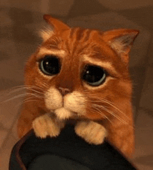 A small orange cat asking for your attention