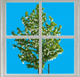 A handkerchief tree (one of those double dormancy trees), blowing in the wind