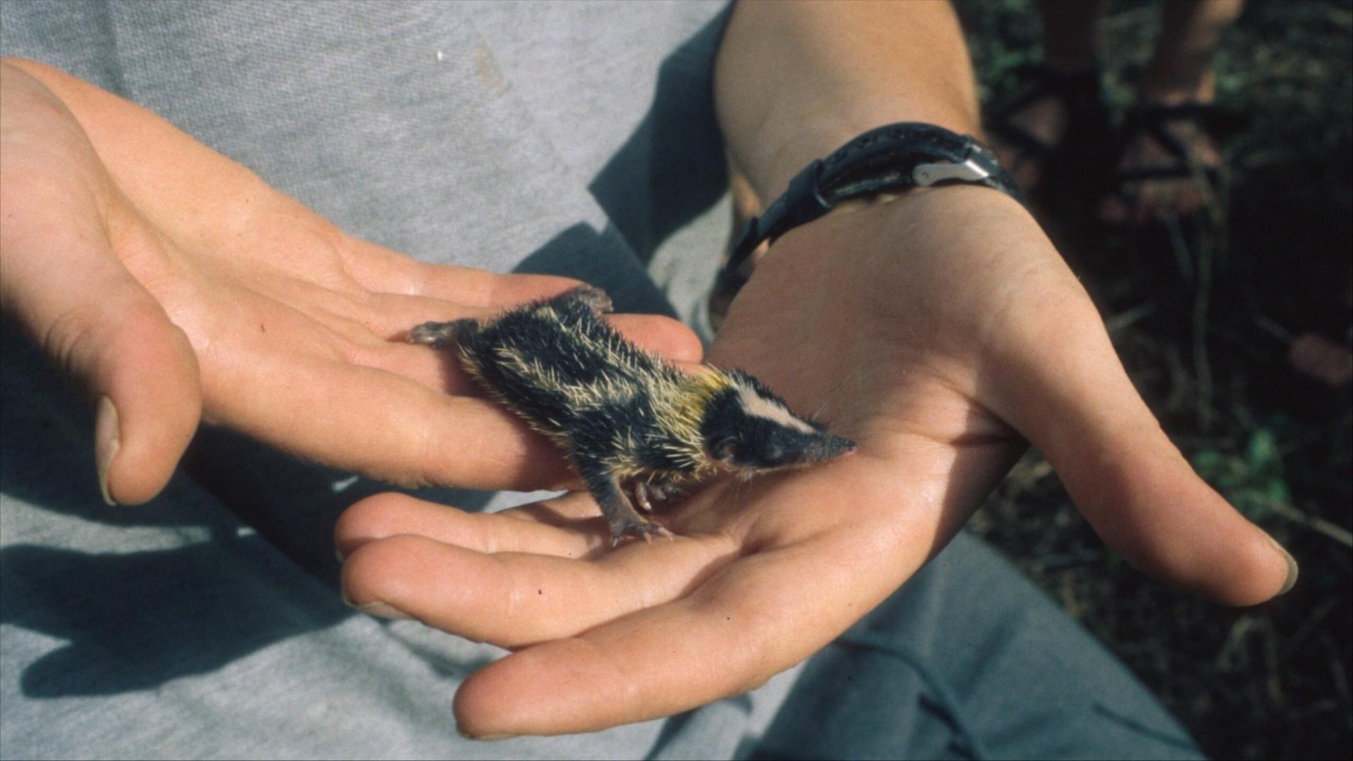 The forest also is home to spiky hedgehog-like tenrecs. Photo by Mitch Irwin