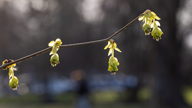 A single branch with four light green buds attached