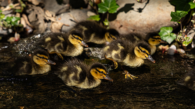 A group of ducklings in a shallow stream