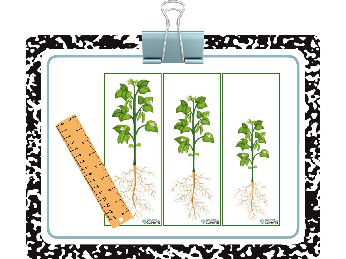 Nature Measurement Activity