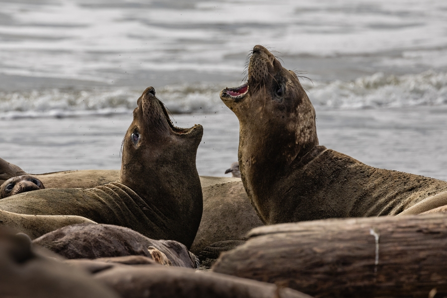 Elephant seals