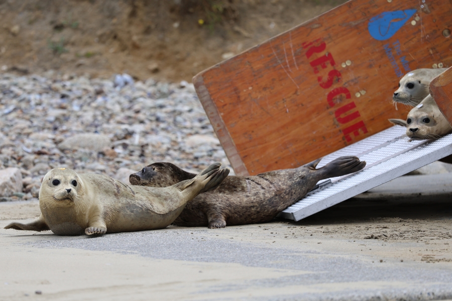 Harbor seal release