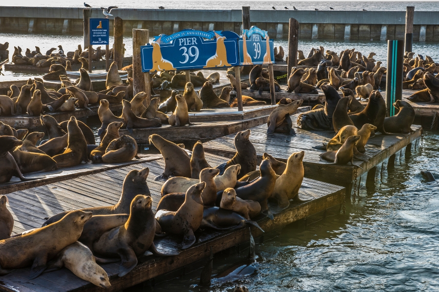 Marine Science Sunday: Marine Mammals of San Francisco Bay