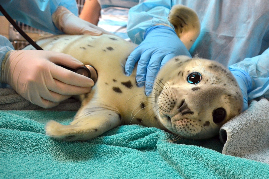 Adopt-a-Seal® Bogey