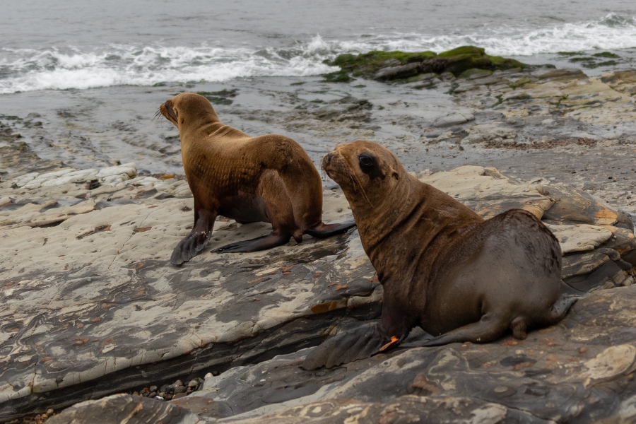 California sea lions