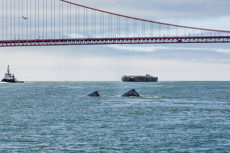 Whales in San Francisco Bay