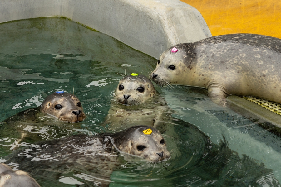 Harbor seals in a pool