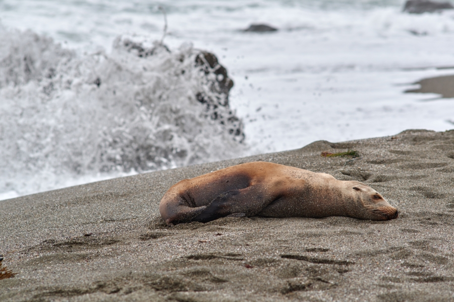 California sea lion