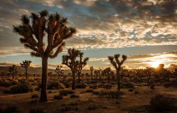 In a desert setting, trees with spiky branches reach toward the sky.